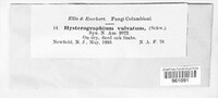 Hysterographium vulvatum image